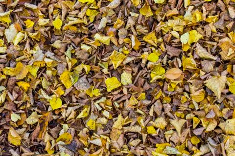 Fallen linden leaves Stock Photos