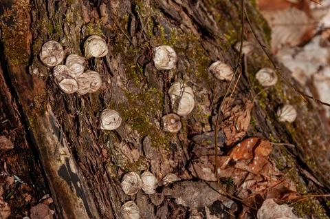 A fallen log covered in clusters of small wild puffball mushrooms Stock Photos