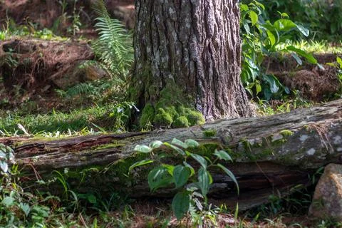 Fallen Log Covered in Moss in Forest 스톡 사진