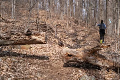 Fallen log cut by chainsaw to clear a hiking path. Stock Photos