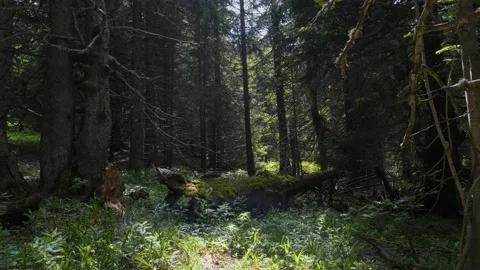 Fallen Log in a Dense Forest on a Sunny Day Video stock 146952631