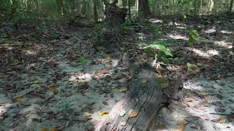 Fallen Log with Dried Leaves 스톡 동영상 329389981