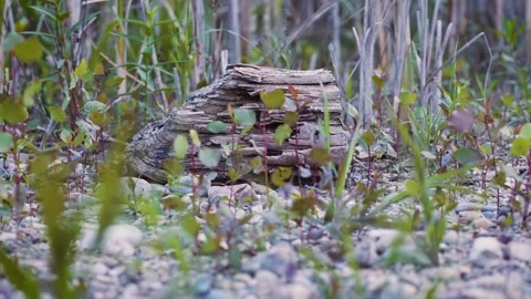 Fallen log in dried up riverbed Stockbeeldmateriaal 260153398