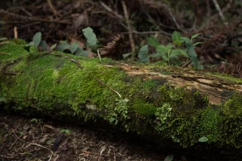 Fallen log on the floor 写真素材