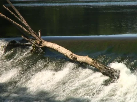 Fallen Log Stock Footage 490204