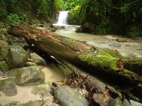 Fallen log in forest and river Podocarpus National Park, Ecuador Stock Photos