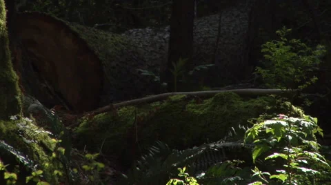 Fallen log in forest, insects buzzing Stockbeeldmateriaal 44859641