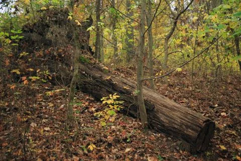 Fallen log in the forest Stock Photos