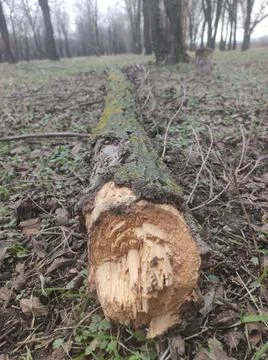 Fallen log in the forest Fotos de archivo