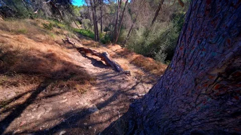 Fallen Log on a Forest Slope Stock Footage 336172159