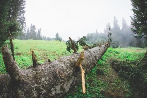 A fallen log in a green forest Photos
