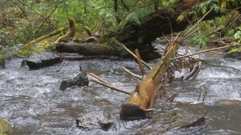 A fallen log in a gurgling stream 스톡 동영상 88223013