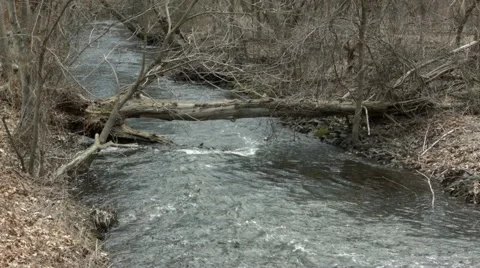 Fallen log over running stream - wide shot Stock Footage 64642914