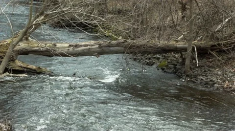 Fallen log over running stream - medium shot Stock Footage 64642979
