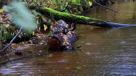Fallen log partially submerged in shallow forest stream displaying rich brown Stock Footage 327187806