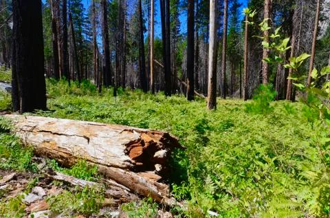 Fallen log Stock Photos