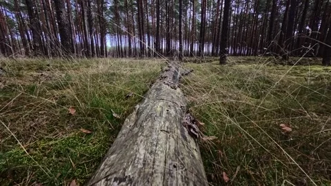 Fallen Log on Pine Forest Floor Tracking Shot Puszcza Notecka Poland Stock Footage 345498327