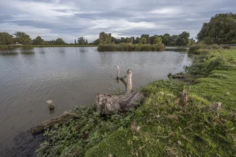 Fallen log in pond left to create a habitat for wildlife Stock-Fotos