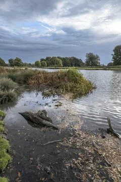 Fallen log in pond Foto stock