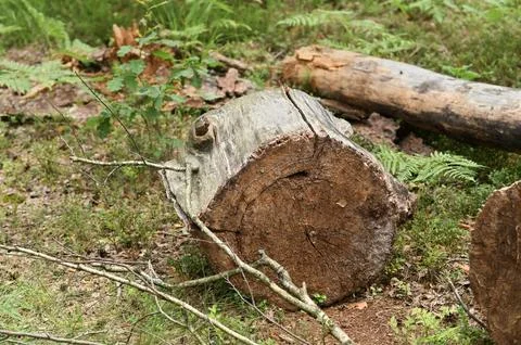 Fallen log rests on forest floor among moss, ferns, branches, and leaf litter, Stock Photos