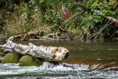 A fallen log on a river in the rainforest Stock Photos