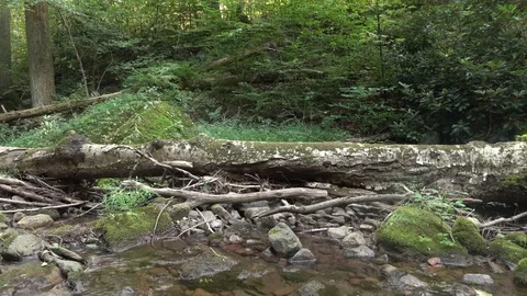 Fallen Log running along Dunnfield Creek Vidéo 70051747