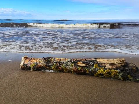 Fallen log on sand beach with Baltic sea on background Stock Photos