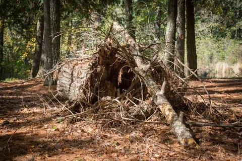 Fallen Log shrubs in Forest Stock Photos
