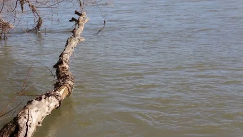 The fallen log in the stream of the river Stock Footage 149915118