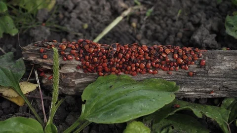 A fallen log is swarming with little red bugs. Stock Footage 114644780