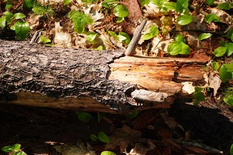 Fallen log with textured bark and decaying wood in a forest floor environment Фото