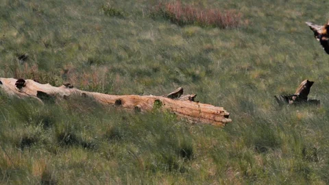 Fallen Log Windy Day Prarie Stock Footage 115833408