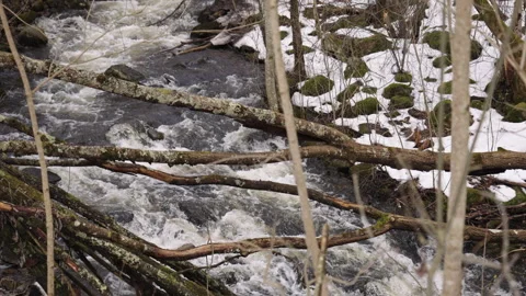 Fallen Logs Across Forest River in Early Spring – Slow Motion Stock Footage 309460546