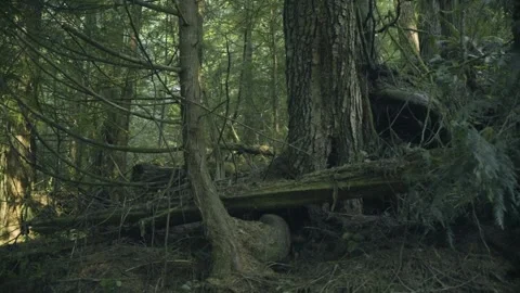 Fallen Logs and Mossy Tree Trunks in Dense Vancouver Island Rainforest Stock Footage 341435682