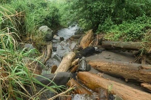 Fallen Logs in the Stream Stock Photos
