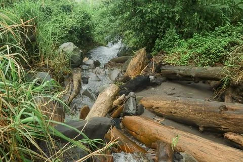 Fallen Logs in the Stream Stock Photos
