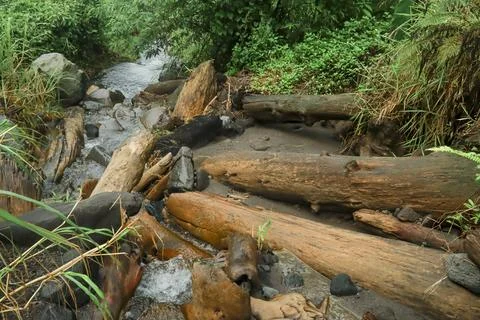 Fallen Logs in the Stream Stock Photos
