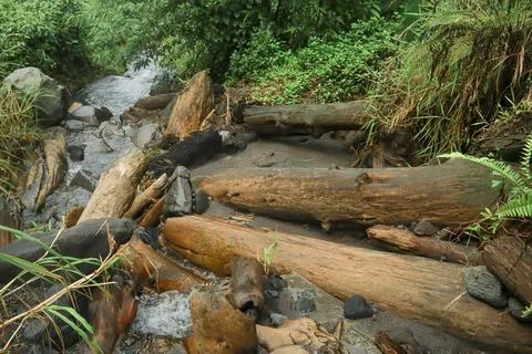 Fallen Logs in the Stream Stock Photos