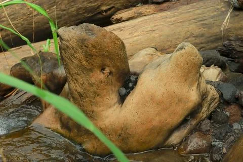 Fallen Logs in the Stream Stock Photos