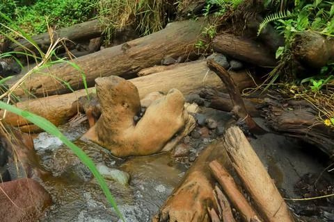 Fallen Logs in the Stream Stock Photos