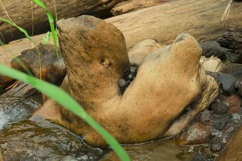 Fallen Logs in the Stream Stock Photos