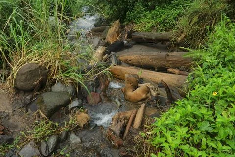 Fallen Logs in the Stream Stock Photos