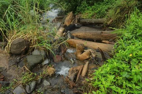 Fallen Logs in the Stream Stock Photos