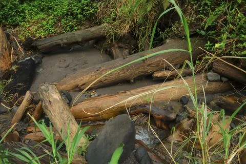 Fallen Logs in the Stream Stock Photos