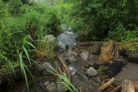 Fallen Logs in the Stream Stock Photos
