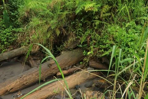 Fallen Logs in the Stream Stock Photos