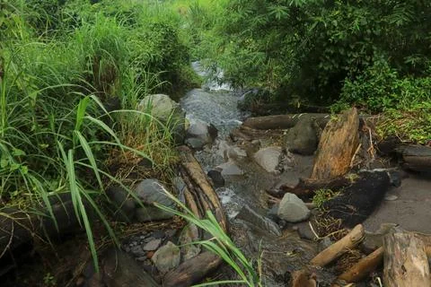 Fallen Logs in the Stream Stock Photos
