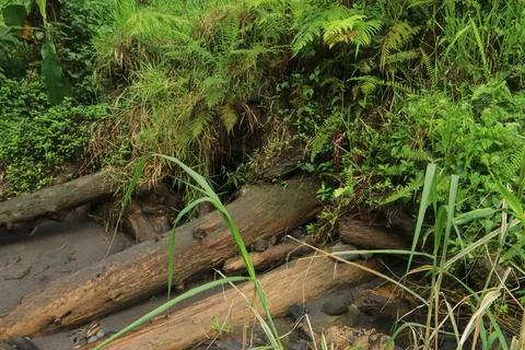 Fallen Logs in the Stream Stock Photos