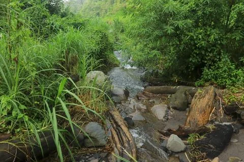 Fallen Logs in the Stream Stock Photos