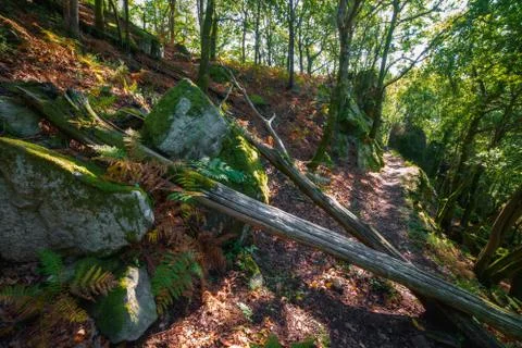 Fallen logs on a trail Stock Photos